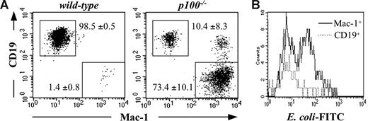 Figure 5. Efficient differentiation of p100−/− pre–pro-B cells into myeloid cells. (A) Lin−B220+CD19−c-Kitlow pre–pro-B cells were sorted from bone marrow of 18- to 20-day-old wild-type and p100−/− mice and cultured as described in “Methods.” After 14 days, cells were collected, stained for CD19 and Mac-1 expression, and analyzed by flow cytometry. Numbers represent mean values (± SD) from 3 mice. (B) Efficient uptake of E coli-FITC bioparticles by in vitro–differentiated Mac-1+ p100−/− myeloid cells. Cultured p100−/− B220+CD19− pre-pro-B cells were incubated after 14 d with FITC-labeled E coli and uptake by CD19+ (----) or Mac-1+ cells (—) was measured by flow cytometry.