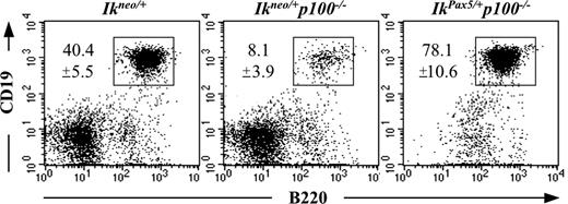 Figure 7. Reconstitution of Pax5 expression rescues early B-cell development in p100−/− bone marrow. Bone marrow from 3-week-old mice was analyzed by flow cytometry for CD19 and B220 (c-Kit+CD43+ gate). Ikneo/+, transgenic mice expressing an inactive Pax5 transgene under the control of the Ikaros locus; Ikneo/+p100−/−, Ikneo/+ mice on a p100−/− background; IkPax5/+p100−/−, p100−/− mice in which the inactive Ikneo allele has been converted into the active IkPax5 transgene upon Cre-mediated recombination using a Vav-Cre mouse line. Numbers represent mean values (± SD) from 3 mice per genotype.