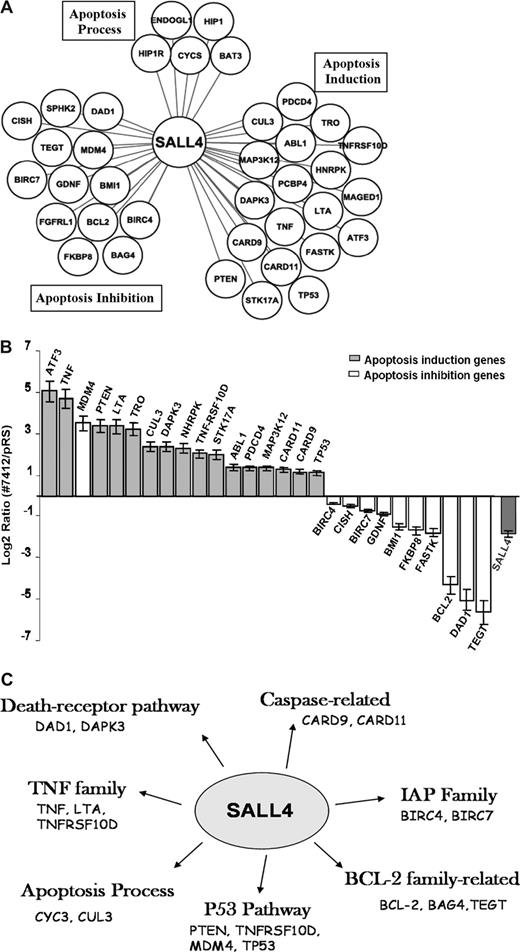Figure 4. SALL4 binds and transcriptionally regulates genes involving various apoptotic pathways. (A) SALL4 binds to apoptosis-inducing genes, apoptosis-inhibiting genes, as well as genes involved in other apoptosis processes based on the PANTHER classification system.34 (B) Q-RT-PCR shows differentially regulated expression levels of apoptotic genes in SALL4 knockdown NB4 cells. Error bars represent standard deviations for duplicate measurements (quantification replicas) normalized to GAPDH levels. Lowering levels of SALL4 expression in NB4 cells induces gene expression that favors apoptosis. (C) When comparing the SALL4 target gene set with the total analyzed gene pool, we found that SALL4 binds to genes involving various apoptotic pathways, including p53, BCL2, TNF, and PTEN. Data were processed using Ingenuity Pathway Analysis.
