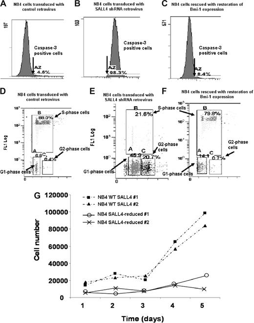Figure 5. Flow cytometric assays of caspase-3 activity, cell-cycle changes, and cell proliferation assays in SALL4 knockdown NB4 cells. Two shRNA retroviral constructs that targeted different regions of the SALL4 were made, and their ability to reduce SALL4 mRNA in NB4 cells was confirmed by Q-RT-PCR (Figure S1). NB4 cells with approximately 75% reduction of SALL4 expression levels (via shRNA no. 7412) were used in these experiments. (A,D) NB4 cells transduced with the control retrovirus. (B,E) NB4 cells transduced with SALL4 shRNA retroviruses. (C,F) Bmi-1–expressing plasmid was transfected into SALL4 knockdown NB4 cells. Caspase-3 activity analysis shows shRNA-mediated reduction of SALL4 induces apoptosis in NB4 cells (A,B). SALL4 knockdown of NB4 cells can be rescued from apoptosis with ectopic expression of Bmi-1 (C). Cell-cycle changes and cellular DNA synthesis in control NB4 cells and SALL4 knockdown NB4 cells were monitored by BrdU-incorporation assay and analyzed by flow cytometry (3% background debris were excluded); data show knockdown of SALL4 induces cell-cycle arrest and decreased DNA synthesis (D,E). By ectopically expressing Bmi-1, SALL4 knockdown cells can be rescued from cell-cycle and DNA synthesis arrest (F). (G) Proliferation assay shows that SALL4 knockdown affects the growth rate of NB4 cells. Cells (5 × 104) from stable clones expressing a control or SALL4 shRNA retrovirus (experiment) were plated in RPMI with 10% FBS. This assay was performed in duplicate and cell numbers were counted daily using a trypan blue–based assay.