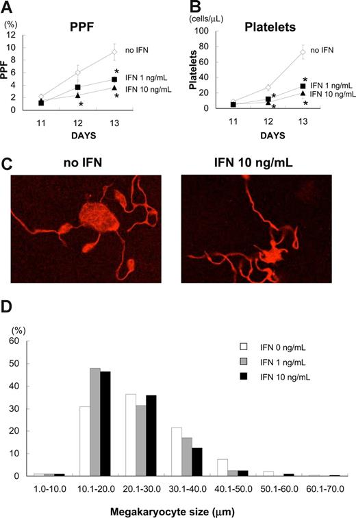 Figure 2. IFN-α2b inhibited proplatelet formation (PPF) and production of platelets from primary human megakaryocytes. Human bone marrow–derived CD34+ cells were cultured with 10 ng/mL TPO for 7 days. After collecting large megakaryocytes using velocity sedimentation, we maintained the cells with 10 ng/mL TPO in combination with 10 ng/mL IFN-α2b in 96-well plates for 6 days. (A) The numbers of megakaryocytes displaying PPF were counted under an inverted microscope at ×200. We counted 500 cells for each sample 3 times. Data are means plus or minus SEM (n = 3). (B) Platelets in the culture supernatant of primary human megakaryocytes were stained with antihuman CD41a and CD42a antibodies and counted by flow cytometry. Data are means plus or minus SEM (n = 3). (C) A representative picture of PPF with TPO and TPO plus IFN-α2b. Megakaryocytes were stained with Alexa Fluor 555-conjugated β-tubulin (9F3) antibody on day 12 and photographed under confocal laser microscopy. (D) IFN-α2b decreased the size of human megakaryocytes. Megakaryocytes were collected on day 13 and spun down on to glass slides. After staining with Wright-Giemsa solution, the diameters of the megakaryocytes were measured with a microscope using a scale within an eyepiece.