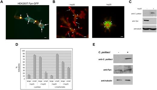 Figure 1. Expression of Fpn limits the growth of Chlamydia. (A) HEK293Fpn-GFP cells were incubated with FAC for 24 hours and induced to express Fpn-GFP (green) using ponasterone A. Eighteen hours after induction, cells were incubated with C psittaci at an MOI of 100 bacteria/cell for 2 hours, extracellular bacteria removed by extensive washing, and cells placed in growth medium for specified times. Twenty-four hours after infection, cells were fixed and processed for immunofluorescence using a mouse anti–C psittaci antibody followed by an Alexa 594–conjugated goat anti–mouse IgG (red). Cells that were successfully induced showed Fpn-GFP (green) at the plasma membrane and had small inclusions. Cells that did not express Fpn-GFP had large inclusions. Arrowheads denote large inclusions and arrows denote small inclusions. Bar represents 10 μm. (B) Bone marrow macrophages isolated from C57/B6 mice were iron loaded and infected with C psittaci for 2 hours as in panel A. Following infection, cells were incubated with or without 1 μg/mL hep25 for 18 hours. Cells were methanol fixed and processed for immunofluorescence using rabbit anti-Fpn and mouse anti–C psittaci followed by an Alexa 594–conjugated goat anti–rabbit IgG (red) and an Alexa 488–conjugated goat anti–mouse IgG (green). Arrowheads denote C psittaci and arrows denote plasma membrane Fpn. Bar represents 10 μm. (C) Cells treated as in panel B were solubilized in lysis buffer and applied to sodium dodecyl sulfate–polyacrylamide gel electrophoresis (SDS-PAGE). Chlamydial infection was assessed by Western blot using mouse anti–C psittaci followed by peroxidase-conjugated goat anti–mouse IgG. Fpn levels were assessed using rabbit anti-Fpn followed by peroxidase-conjugated goat anti–rabbit IgG. Tubulin levels were detected using mouse antitubulin followed by peroxidase-conjugated goat anti–mouse IgG as a loading control. (D) Large (greater than 1 μ) and small inclusions were quantified from cells infected with C psittaci or C trachomatis. More than 200 cells were analyzed for inclusion size for each sample. Error bars represent the standard deviation of the mean of 3 independent experiments. (E) Macrophages were incubated with C psittaci for 2 hours, extracellular bacteria removed, and cells incubated in growth media for an additional 18 hours. Cells were solubilized in lysis buffer and applied to SDS-PAGE, and Fpn levels assessed as in panel D.