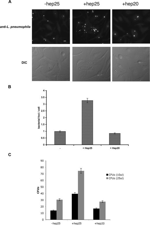 Figure 2. Expression of Fpn limits the growth of L pneumophila. (A) Bone marrow macrophages isolated from A/J mice were iron loaded as described in Figure 1, infected with L pneumophila for 2 hours, and incubated with or without hepcidin (hep25) or hep20 for 18 hours. Following hepcidin treatment, cells were fixed and processed for immunofluorescence using mouse anti–L pneumophila followed by Alexa 488–conjugated goat anti–mouse IgG. Bar represents 10 μm. (B) Quantification of intracellular L pneumophila expressed as bacteria foci/cell calculated from panel A where 10 fields of cells were examined per sample with approximately 10 to 15 cells present per field. The error bars represent the standard deviation of the mean from 3 separate experiments. (C) Cells treated as in panel A were lysed to release intracellular bacteria and lysates plated on CYET at either 10 or 25 μL. Bacterial colonies (CFUs) grown at 37°C were quantified 3 days after plating. The error bars represent the standard deviation of the mean from 3 separate experiments.