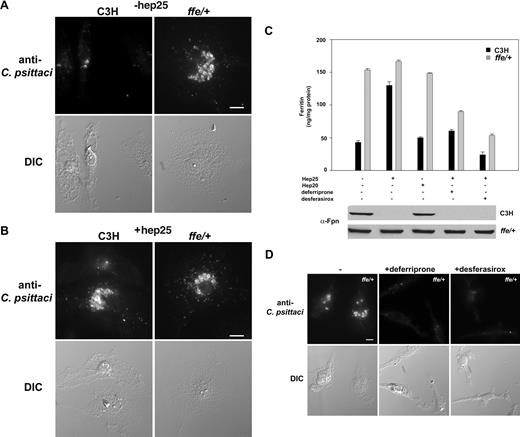 Figure 3. The Fpn disease mouse model ffe/+ macrophages show increased C psittaci infections. (A,B) Wild-type (C3H) and ffe/+ mouse bone marrow macrophages were incubated with iron for 48 hours, infected with C psittaci for 2 hours, incubated with or without hep25 for 18 to 24 hours, and processed for C psittaci immunofluorescence as in Figure 1. (C) Ferritin levels were determined from cells infected as in panel A and then incubated with hep25, hep20, hep25 and deferriprone, or hep25 and desferasirox. Fpn levels were detected by Western blot using a rabbit anti–mouse Fpn followed by a peroxidase conjugated goat anti–mouse IgG. Error bars represent SD. (D) Bone marrow macrophages from ffe/+ mice treated as in panel C were processed for immunofluorescence. Bar represents 10 μm. Experiments were performed a minimum of 3 times and the error bars represent the standard deviation of the mean.