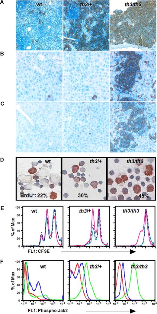 Figure 3. Increased number of cycling and undifferentiated erythroid cells in thalassemic versus healthy mice. Immunostaining for Ki-67 on spleen (A) and liver (B) specimens and for Mcm3 on liver (C) showed an increased number of cycling and undifferentiated cells in extramedullary sites of thalassemic mice (magnification, 400×). Mcm3 was also probed on spleen sections and the pattern was very similar to that observed for Ki-67 (data not shown). In particular, thalassemic liver sections showed an increased number of proliferating cells in areas associated with EMH. Cyclin-B1 staining (data not shown) confirmed that more proliferating cells are present in the spleens of thalassemic compared with wt mice. (D) Staining and analysis of cytospins of purified splenic erythroid cells after injection of BrdU in vivo showed that there is an increased percentage of cycling erythroid cells in β-thalassemic mice compared with healthy (20%, 30%, and 40% in wt, th3/+, and th3/th3, respectively; magnification, 400×). For panels A through D, images were captured on a Nikon Eclipse E800 microscope with a Retiga Exi camera (Qimaging) and a Plan Fluor 40×/0.75 numerical aperture objective, then acquired using the IPLab 3.65a software (Scanalytics). Brightness/contrast and color balance were adjusted using Abobe Photoshop 7.0.1 (Adobe Systems). (E) FACS analysis of CFSE-treated cells costained with antibodies to CD71 and Ter119. Erythroid cells from wt mice cultured in the presence of colcemid (purple line) or AG490 (blue line) showed little difference from untreated cells (pink line). Staining with 7-AAD, PI, and annexin-V excluded dead or apoptotic cells (n = 4 per genotype). After 48 hours, no further cell expansion was observed; instead there is a decline in cell number, indicating that these cells did not have an intrinsic self-sustaining ability to proliferate under these tissue culture conditions. (F) FACS analysis of freshly purified erythroid cells using an antibody that recognizes the phosphorylated form of Jak2 (green line). The blue line represents the cells stained with the isotype. As a control for the specificity of the antibody, the same cells were stained with the antibody after preincubation with the competitor peptide (red line, n = 3 per genotype).