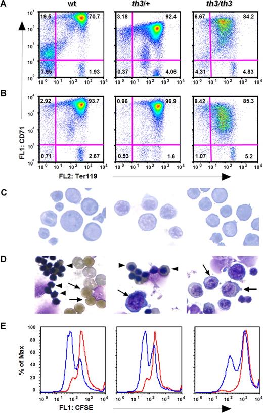 Figure 4. Thalassemic erythroid cells differentiated less than similar immature normal erythroid cells in vitro. (A) FACS analysis of wt, th3/+, and th3/th3 splenic erythroid cells before erythroid cell selection. Wt and th3/+ mice were phlebotomized as described in Document S1. (B) FACS analysis was repeated after selection. Numbers on plots are percentages of total cells in the respective gates. (C) Cytospin analysis at time 0 and (D) after culturing the cells for 48 hours in the presence of Epo. Wt cells are all tolidine positive, with the presence of extruded nuclei (arrowhead), and bright tolidine-positive reticulocytes (arrow). The th3/+ sample is characterized by the presence of hemoglobinized polychromatic-orthochromatic erythroblasts (arrowhead), and some rare proerythroblasts (arrow). In the th3/th3 sample, only proerythroblasts/early basophilic erythroblasts (arrow) were detectable, with no presence of tolidine-positive or enucleated cells. For panels C and D, a Plan Fluor 100×/0.75 numeric aperture oil objective was used, along with the same microscope, camera, and software as in Figure 1. (E) CFSE analysis of the erythroid populations. Erythroid cells cultured in the presence of colcemid plus Epo (purple line) or Epo alone (blue line).