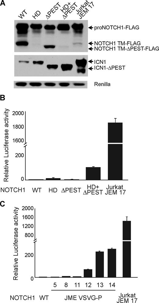 Figure 2. NOTCH1 JME mutants show high levels of NOTCH1 signaling. (A) Western blot analysis of 293T cells expressing FLAG-tagged forms of wild-type (WT) and NOTCH1 mutant alleles. NOTCH1 HD L1600P is class 1 HD mutant; ΔPEST encodes a C-terminal truncation of NOTCH1 lacking a PEST domain; L1600P+ΔPEST is a double-mutant allele of NOTCH1 harboring both an HD mutation and a PEST domain truncation; and Jurkat JME 17 is the NOTCH1 exon 28 JME mutant allele identified in Jurkat cells. Total NOTCH1 levels were detected with anti-FLAG antibodies (top panel). ICN1 protein was detected with NOTCH1 Val1744 antibody, which specifically recognizes the γ-secretase cleaved activated form of NOTCH1. Luciferase is shown as transfection/loading control. (B) Transactivation activity of HD, ΔPEST, HD-ΔPEST, and Jurkat JME 17 NOTCH1 alleles in a CSL luciferase reporter assay. Reporter activity is shown as fold change compared with wild-type NOTCH1 (WT). (C) Transactivation activity of artificially generated NOTCH1 JME alleles. NOTCH1 constructs expressing juxtamembrane insertions of 5 to 14 amino acids corresponding to the VSV-G epitope as well as the Jurkat JME 17 allele were tested in a CSL luciferase reporter assay. Reporter activity is shown as fold change compared with wild-type NOTCH1 (WT). Error bars represent SD.