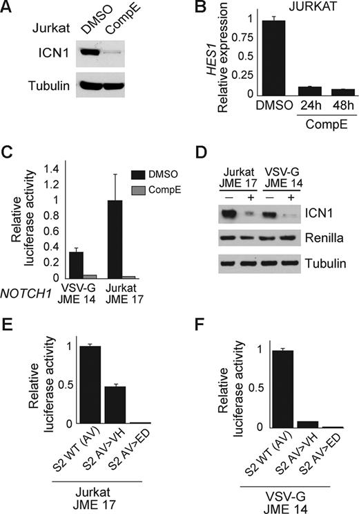 Figure 3. JME mutants are sensitive to inhibition of the γ-secretase complex and require S2 cleavage for activation. (A) Western blot analysis of activated NOTCH1 (ICN1) levels in Jurkat cells treated with CompE (100 nM) for 24 hours shows inhibition of NOTCH1 processing and clearance of activated intracellular NOTCH1. (B) Quantitative RT-PCR analysis of HES1 expression in Jurkat cells treated with CompE (100 nM) or vehicle only (DMSO). (C,D) CSL luciferase reporter assay (C) and Western blot analysis (D) of ICN1 activity and expression in cells expressing NOTCH1 JME mutants treated with vehicle (DMSO) or a γ-secretase inhibitor (CompE, 100 nM). (E,F) Luciferase reporter assay with a CSL reporter construct shows effective inhibition of NOTCH1 signaling from the NOTCH1 JURKAT JME 17 allele (E) and the NOTCH1 VSV-G JME 14 allele (F) upon mutation of the S2 cleavage site. Error bars represent SD.