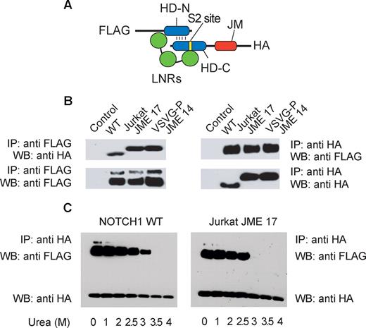 Figure 4. JME mutants do not affect the stability of the LNR-HD complex. (A) Schematic representation of the soluble LNR-HD complex encoded by the NOTCH1 minigene. In addition to the LNR repeats (green), the N-terminal (HD-N) and C-terminal (HD-C) subunits of the HD domain (blue), and the extracellular juxtamembrane region (JM), this construct contains an N-terminal FLAG tag and a C-terminal HA tag. (B) Immunoprecipitation immunoblot analysis of NOTCH1 minigene protein products recovered from conditioned media of 293T cells transfected with empty plasmid (control), a NOTCH1 wild-type minigene (WT), a NOTCH1 minigene containing the Jurkat JME 17 amino acid insertion (Jurkat JME 17), and a NOTCH1 minigene containing the artificial VSV-G-P JME 14 amino acid insertion. (C) Immunoprecipitation immunoblot analysis of NOTCH1 minigene protein products from a NOTCH1 wild-type minigene (WT) and NOTCH1 minigene containing the Jurkat JME 17 amino acid insertion (Jurkat JME 17) incubated with increased concentrations of urea to test the stability of the LNR-HD domain complex.