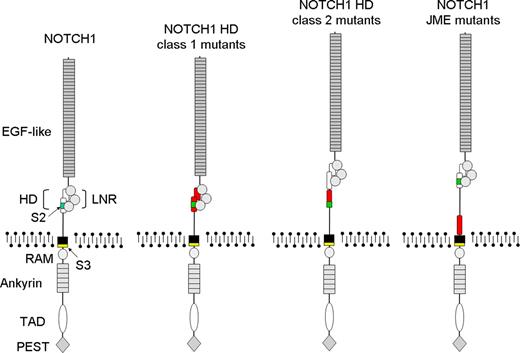 Figure 5. Schematic representation of NOTCH1 mutations leading to increased γ-secretase processing and activation in T-ALL. Functional domains of NOTCH1 are annotated in the structure of wild-type NOTCH1. EGF-like indicates EGF-like repeats; HD, heterodimerization domain; LNR, LNR repeats; RAM, RAM domain; ankyrin, ankyrin repeats; TAD, transactivation domain; PEST, PEST domain; S2, metalloprotease cleavage site; and S3, γ-secretase cleavage site. Sequences altered by the different NOTCH1 mutations are highlighted in red. HD class 1 mutants disrupt the HD domain structure. HD class 2 mutants displace the S2 cleavage site away from the HD-LNR complex. NOTCH1 JME mutants displace the HD-LNR repeat complex away from the cell surface.