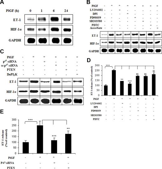 Figure 1. PlGF-mediated ET-1 expression involves PI-3 kinase, ROS, and HIF-1α. HPMVECs were treated with PlGF (250 ng/mL) for 6 hours, unless otherwise indicated, in the absence and presence of pharmacologic inhibitors or transfected with plasmids. (A-C) RNase protection assay. Data are representative of 3 different experiments. (D,E) ET-1 release by ELISA. Data are expressed as percentage change relative to untreated cells and represent means (± SE) of 3 independent experiments. ***P < .001; **P < .01; ns, P > .05. Where indicated, the vertical lines show the repositioned gel lanes.