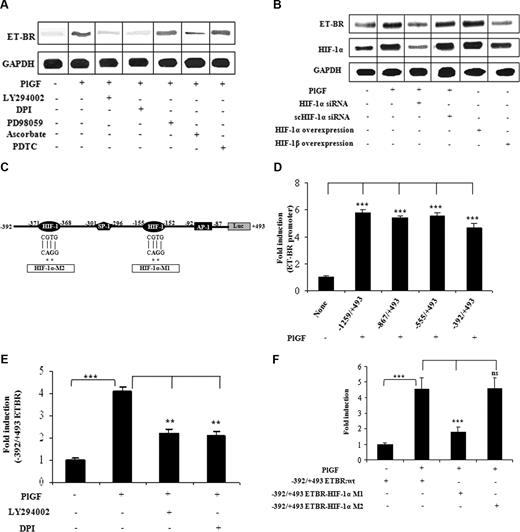 Figure 4. PlGF-mediated ET-BR expression involves PI-3kinase, ROS and HIF-1α. THP-1 monocytes were treated with PlGF for 24 hours in the absence and presence of inhibitors (A) and after transfection with siRNA constructs (B) and transfection with HIF expression plasmids (B). (A,B) RNase protection assay. (C) Schematics of ET-BR promoter showing the locations and sequence of HIF-1α binding sites and corresponding mutations as shown by asterisk. (D) PlGF-mediated ET-BR promoter luciferase activity of full-length and deletion constructs. (E) THP-1 cells were transfected with − 392/+493 ET-BR luciferase promoter construct, followed by treatment with PlGF in the absence and presence of LY294002 (15 μM) or DPI (10 μM). (F) PlGF-mediated − 392/+493 ET-BR luciferase promoter activity in THP-1 cells transfected with proximal HIF-1α binding site mutant (HIF-1α-MI) and distal HIF-1α binding site mutant (HIF-1α-M2) as shown in panel C. Data in panels D through F are expressed as means (± SE) of 3 independent experiments. ***P < .001; **P < .01; ns, P > .05. Where indicated, the vertical lines show the repositioned gel lanes.