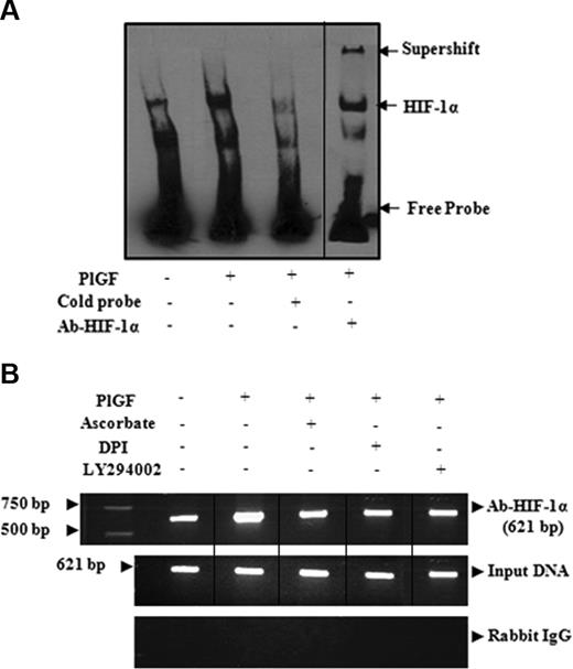 Figure 5. PlGF promotes HIF-1α binding to DNA in vitro and in vivo. (A) EMSA demonstrating binding activity of HIF-1α in THP-1 nuclear extracts to its consensus DNA binding sequence. Where indicated, 50-fold excess of unlabeled probe or antibody to HIF-1α was added. Complex formation was visualized by autoradiography. (B) THP-1 cells were treated with PlGF for 4 hours in the absence and presence of pharmacologic inhibitors. The soluble chromatin was isolated and immunoprecipitated with either antibody to HIF-1α (top panel) or control rabbit IgG (bottom panel). The primers flanking HIF-1α binding sites in the ET-BR promoter as indicated in Table 1 were used to amplify the products by PCR. The bottom panel is amplification of input DNA before immunoprecipitation. Data are representative of 2 independent experiments. Where indicated, the vertical lines show the repositioned gel lanes.