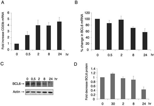 Figure 1. CD40 signaling rapidly up-regulates CD23b expression before down-regulation of BCL6. (A) Ramos cells were exposed to CD40L for the indicated durations, after which QPCR was performed to detect the mRNA abundance of the CD23b gene product. CD23b mRNA levels were first normalized by GAPDH levels and expressed as fold change compared with untreated cells. (B) BCL6 mRNA levels were detected by QPCR in the same cells as in panel A. Panels A and B correspond to the average of 3 independent replicates. (C) Western blots were performed in cells treated as in panels A and B using antibodies for BCL6 and for actin as a loading control. (D) Densitometry of 3 independent BCL6 Western blot replicates. The signal of each BCL6 Western blot was first normalized by actin levels and then expressed in fold compared with untreated cells. Error bars represent standard error of the mean (SEM).
