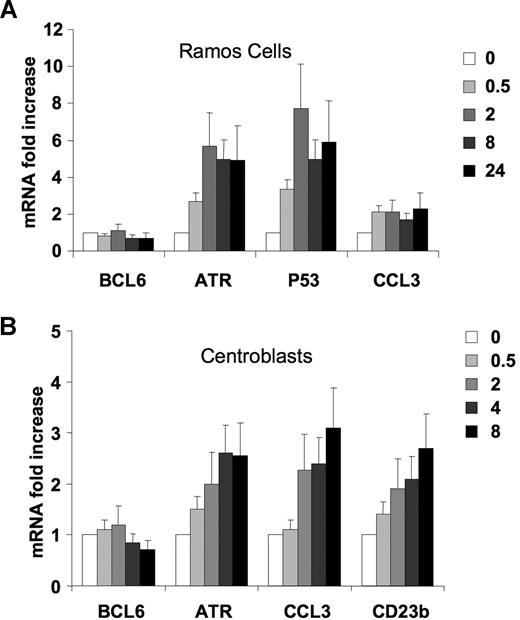 Figure 5. CD40 signaling induces several BCL6 target genes in lymphoma cells and primary centroblasts. (A) Ramos cells were exposed to CD40L for 0, 0.5, 2, 8, or 24 hours, after which QPCR was performed to detect the mRNA abundance of BCL6, ATR, p53, and CCL3. The mRNA levels were first normalized by GAPDH levels and expressed as fold change relative to untreated cells. (B) Purified CD77+ centroblasts were exposed to CD40L for 0, 0.5, 2, 4, 8, or 24 hours after which QPCR was performed to detect the mRNA abundance of BCL6, ATR, CCL3, and CD23b. The mRNA levels were first normalized by GAPDH levels and shown as fold change relative to untreated cells. These experiments were performed in triplicate. Error bars represent SD.
