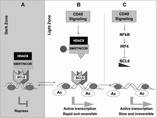 Figure 7. CD40 signaling can block the function of BCL6 through 2 independent mechanisms. (A) In dark zone centroblasts, BCL6 represses target genes through recruitment of the SMRT and N-CoR corepressors, both of which form histone deacetylase (HDAC) complexes. This facilitates proliferation and immunoglobulin affinity maturation. (B) CD40 signaling in the light zone, for example, by GC T cells, leads to posttranslational modification of these corepressors () and loss of their association with BCL6. This leads to a failure to maintain silencing of these genes, which can now become reactivated even in the presence of BCL6. The double arrow between dark zone and light zone indicates that this is a reversible mechanism. This mechanism is rapid and may allow damaged B cells to be removed from the GC reaction. (C) In the second mechanism, sustained CD40 signaling, for example, by follicular dendritic cells, can activate NFκB, which in turn induces expression of IRF4, which can then directly repress BCL6 mRNA expression leading to down-regulation of BCL6 and up-regulation of its target genes. This mechanism is slower but is irreversible and leads to differentiation of B cells positively selected for high-affinity antibody.