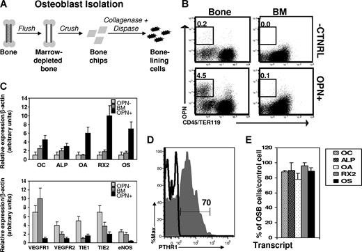 Figure 1. Phenotypic isolation of osteoblasts. (A) Strategy for isolation of bone-associated cells. (B) Flow cytometric analysis of single-cell suspensions from collagenase-treated bone (Bone) or BM aspirates (BM). Data are presented as dot plots showing staining for hematopoietic markers (CD45/Ter119) and Opn. The frequency of Opn+CD45−Ter119− cells is shown in the upper left. “-CNTRL” indicates representative background fluorescence seen in the absence of Opn secondary antibody (rat-αFITC) or when an isotype control (rat-αIgG) only is used. This is representative of 10 to 15 independent experiments. (C) QRT-PCR analysis of mRNA isolated from double-sorted Opn+ cells (OPN+) compared with irrelevant bone marrow cells (BM) or Opn− (OPN−) cells. Relative expression (mean ± SD) over a β-actin normalization control is shown for osteocalcin (OC), alkaline phosphatase (ALP), osteoactivin (OA), Runx2 (RX2), and osterix (OS), vascular endothelial growth factor receptor 1 and 2 (VEGFR1, VEGFR2), tyrosine kinase with Ig and EGF homology domains 1 and 2 (TIE1, TIE2), endothelial nitric oxide synthase (eNOS); n = 3 independent experiments for osteolineage markers; n = 2 independent experiments for endothelial markers). Each transcript was measured in triplicate. (D) Flow cytometric analysis of parathyroid hormone receptor-1 (PTHR-1) expression by Opn+CD45−Ter119− cells (gray histogram) or BM cells (black line). Both PTHR1hi and PTHR1lo OPN−CD45−Ter119− cells exhibited equal levels of activity of bone-specific ALP (Figure S2), consistent with an equivalent state of osteolineage differentiation of PTHR1hi and PTHR1lo cells12,42 and probably reflecting known differences in PTHR1 expression by functionally equivalent osteoblasts present at local areas of bone formation or of bone resorption.40 (E) QRT-PCR analysis of mRNA isolated from individual double-sorted Opn+CD45−Ter119− cells. Data are plotted as the percentage of osteoblasts (mean ± SD) with increased expression of OC, ALP, OA, RX2, or OS compared with a control population of single-sorted total BM cells (n = 2 independent experiments).