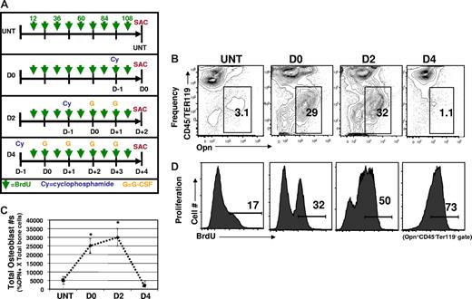 Figure 3. Cy/G-CSF treatment induces changes in the osteoblastic niche. (A) Experimental strategy. For HSC mobilization, mice were injected intraperitoneally with Cy (200 mg/kg) and then on successive days with human G-CSF (250 μg/kg/day) administered as a single daily subcutaneous injection. The day of Cy treatment was considered day −1 and the first day of G-CSF treatment as day 0. The timeline of Cy and G treatments for each experimental group is shown. For in vivo BrdU labeling experiments, mice in every experimental group (untreated, D0, D2, and D4) received 9 successive injections of BrdU (1 mg/mouse in 0.9% saline, intraperitoneally, indicated by green arrows), over a 4.5-day period. All experimental groups began BrdU treatment 12 hours after Cy injection in the first experimental group (D4) and received continued BrdU injections every 12 hours thereafter (indicated by green arrows). Thus, all animals were sacrificed (SAC) after the same time period of BrdU exposure. (B) Osteoblast (Opn+CD45−Ter119−) frequencies are increased in Cy/G-treated mice. Representative FACS plots are shown (n = 10), with the frequency of Opn+CD45−Ter119− shown in each gate. (C) Total numbers of osteoblasts are increased in response to Cy/G (D2) treatment but return to normal numbers by D4. Data are plotted as means plus or minus SD. Differences were significant for untreated versus D0 (*P < .05) and untreated vs D2 (*P < .05). Differences were not significant for untreated versus D4 (*P > .05). (D) Osteoblasts proliferate in response to Cy/G treatment as demonstrated by increased in vivo uptake of BrdU in osteoblasts from mobilized (D0, D2, and D4) as opposed to untreated (untreated, far left) mice. Histograms indicate the percentage BrdU+ cells (determined by control staining of osteoblasts from mice that did not receive BrdU) among Opn+CD45−Ter119− cells. This is representative of 2 independent experiments.