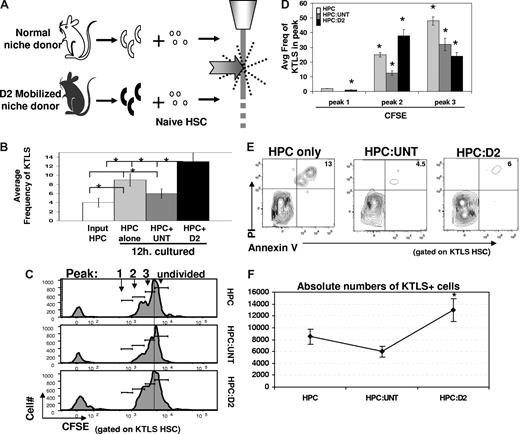 Figure 4. Cytokine mobilized osteoblasts promote HSC proliferation and maintain HSC reconstituting potential. (A) Experimental strategy. A total of 100 000 lineage-negative (Lin−) BM cells, which include HSC and hematopoietic progenitor cells (HPCs) from untreated mice, were exposed for 12 hours in vitro to 2000 OPN+ osteoblasts isolated from untreated mice (white) and analyzed for KTLS frequency and/or proliferation by loss of CFSE by FACS. (B) Frequency of c-kit+Thy1.1loLin−Sca1+ (KTLS) HSC among Lin-depleted BM cells (HPC) maintained alone () or with untreated () or cytokine-modified (D2; ■) osteoblasts for 12 hours. KTLS HSC frequency among input HPCs is also shown (□). Data are presented as the average frequency of KTLS HSC (± SD) as determined by FACS in short-term (12 hours) HPC:osteoblast cocultures (*P < .05). Data are compiled from 6 independent experiments performed. (C) Increased proliferation of CFSE-labeled KTLS HSC among Lin-depleted BM cells (HPC) cultured with cytokine-modified (HPC:D2, panel 3) compared with untreated (HPC:untreated, panel 2) osteoblasts after 36 hours. Histograms represent CFSE labeling of only those cells falling within the KTLS gate and are representative of 7 independent experiments. (D) Average frequency (± SD) of divided KTLS cells per peak (1, 2, 3, as indicated in panel C) in coculture experiments (*P < .05). (E) Increased cell survival in HPC cultures containing untreated or D2 osteoblast, compared with HPC cultured alone. Cultures were performed as described previously, and stained with KTLS surface markers in addition to markers of cell death and viability (annexin V (early apoptosis marker) and PI (late apoptosis marker)). Data are representative of 2 independent experiments. (F) Increased total numbers of KTLS HSCs in HPC:D2 cultures. HSC numbers were determined for each culture by multiplying the frequency of KTLS cells (determined by FACS) by the total number of cells present. Data are shown as the mean absolute cell number for each condition over 7 independent experiments plus or minus the SD (*P < .05).