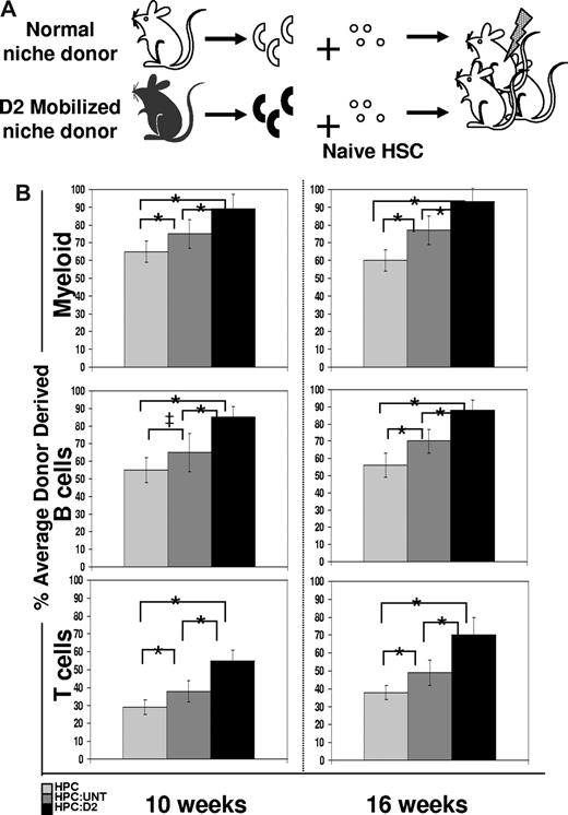 Figure 5. Increased engraftment efficiency of CFP+ HSC exposed for 12 hours to D2 osteoblasts compared with HSC exposed to untreated osteoblasts. (A) Experimental strategy. A total of 100 000 Lin− BM cells (HPC) from untreated mice were exposed for 12 hours in vitro to 2000 OPN+ osteoblasts isolated from D2 mobilized mice (which had received 1 dose of Cy + 2 daily doses of G; black) and tested for HSC function by measuring reconstitution potential. (B) Lethally irradiated recipient mice were transplanted with cells from 12-hour HPC only cultures (), or HPC:untreated () or HPC:D2 (▬) cocultures. The average engraftment was calculated by determining the percentage donor-derived myeloid (top; Mac-1+, Gr-1+), B (middle, B220+), and T (bottom, CD3+, CD4+, CD8+) cells at the indicated time points after transplant. Donor-derived cells were identified based on CFP transgene expression and were corrected for the percentage of CFP+ myeloid or lymphoid populations (80%-90%) in unmodified CFP+ transgenic hosts (*P < .05; ‡P = .0598). Error bars represent SD.