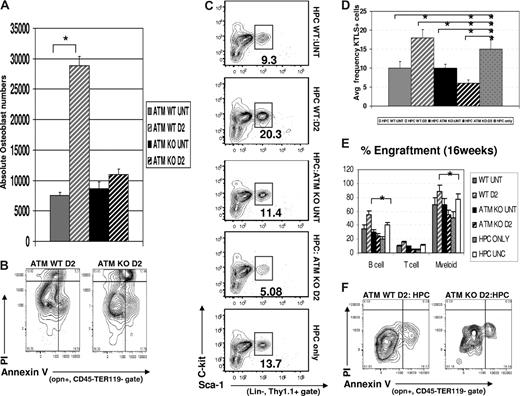 Figure 6. Effects of Cy/G treatment in ATM−/− mice. (A) Osteoblast cell numbers are not increased in Cy/G treated ATM-deficient mice. The total numbers of osteoblasts isolated after Cy/G treatment were calculated based on the frequency of OPN+ cells (as determined by FACS) among total numbers of cells isolated from collagenase treated bones from either ATM+/+ or ATM−/− mice that were untreated (ATM WT untreated, ; ATM KO untreated, ▬) or treated with Cy/G (ATM WT D2, gray hatched; ATM KO D2, black hatched). Data are plotted as means ± SD (*P < .05). (B) Decreased osteoblast survival after Cy/G treatment in ATM-deficient mice. ATM WT or ATM KO mice were treated with Cy/G and osteoblasts were isolated from collagenase-treated bones and stained with osteoblast specific markers as well as cell viability markers (annexin V+, early apoptotic marker; and PI+, late apoptotic marker). Representative data for 2 independent experiments are shown. (C-E) Lower frequency and engraftment efficiency of wild-type HSC exposed for 12 hours to D2 ATM KO osteoblasts compared with HSC exposed to wild-type D2 osteoblasts. A total of 100,000 Lin− BM cells (HPC) from wild-type, untreated mice were exposed for 12 hours in vitro to 2000 OPN+ osteoblasts isolated from ATM KO or WT D2 mobilized mice (ATM WT untreated, ; ATM KO untreated, ▬; ATM KO D2, black hatched; ATM WT D2, gray hatched) and tested for HSC function by measuring in vitro maintenance of HSC frequency (C,D) compared with an HPC only control (gray dotted bar in panel D) and in vivo reconstitution potential (E) as described previously (Figures 4,5). Data are shown compared with an HPC only control (gray dotted) and an uncultured HPC control (■). Data are plotted as mean (± SD; *P < .05) and represent chimerism at 16 weeks after transplant. (F) Equivalent frequency of apoptotic (annexin V+, PI− early apoptotic) osteoblasts after 12-hour HPC:osteoblast coculture assays. Coculture assays were performed as described previously, and cells were stained for osteoblast specific markers and the cell death and viability markers annexin V (early apoptotic marker) and PI (late apoptotic marker). Representative data are shown for 2 independent experiments performed.
