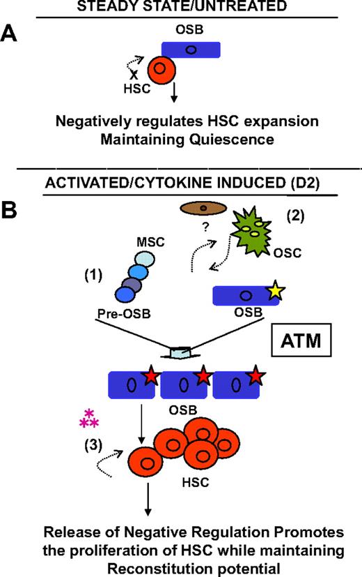 Figure 7. Model of osteoblast-mediated HSC mobilization and maintenance of reconstituting potential. (A) Osteoblasts (blue) within the normal BM microenvironment appear to negatively regulate HSC proliferation (red), at least in part through cell-cell contact. (B) Changes in the osteoblast compartment induced by Cy/G treatment (indicated by yellow star) alter the niche (red star) such that osteoblasts promote HSC proliferation and maintain HSC reconstitution potential. This alteration could arise in vivo directly, by regulation of fully differentiated osteoblasts by Cy/G, or indirectly, via (1) the stimulation/proliferation of more primitive osteoprogenitor cells (blue) or (2) the cross-regulation/activation of osteoblasts by osteoclasts (green) or other stromal elements (brown), that through an ATM dependent mechanism results in (3) a specialized subset of osteolineage cells that are sufficient to promote HSC self-renewal through the secretion of soluble factors (pink asterisks).