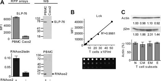 Figure 1. Characteristics of RPP microarrays and validation of β-actin as protein for normalization. (A) Mean fluorescence intensity (MFI) of SLP-76–specific signal detected in spots containing equal protein amount of PBMC or intestinal Caco-2 cell lysates. Alternatively, exogenous RNase-2 was added to PBMC lysate and specific RNase-2 signals were normalized to β-actin content (bar graphs). Immunodetection of Western blots (WB) with specific antibodies for SLP-76 and RNAse-2 in the corresponding lysates are shown in right panels (300 000 cells/lane). (B) Quantitative analysis of Lck detection in serially diluted PBMC lysates using specific antibodies. The bottom panel shows corresponding spots printed in triplicate. (C) β-Actin as protein for normalization. β-Actin and β2-microglobulin contents were measured in lysates of sorted N, CM, EM, and E cells following SDS-PAGE and immunoblotting with specific antibodies. Shown are representative immunodetection and quantitative measurements of β-actin signals from WB in 3 cumulated subjects.
