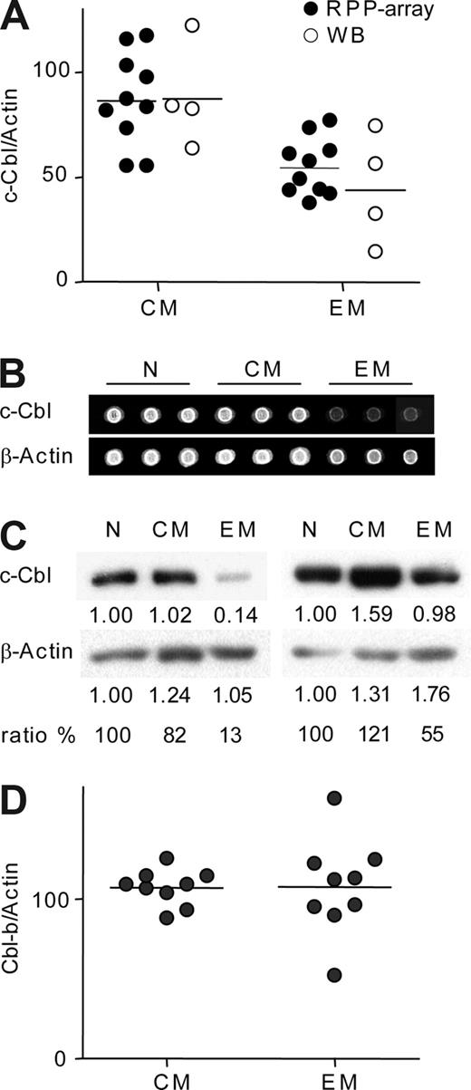 Figure 4. c-Cbl, but not Cbl-b, expression is reduced in EM CD4 T cells. (A) Quantification of c-Cbl expression level in CM and EM cells by RPP arrays and immunodetection of Western blots (WB) with antibodies specific for c-Cbl and actin. Shown are c-Cbl to actin ratios in 10 (RPP arrays, 30 cells equivalent/spot) or 4 (WB, 300 000 cells equivalent/lane) distinct subjects. Examples of detected spots (B) and quantified immunodetections (C) are shown. (D) Quantification of Cbl-b by RPP arrays in 9 subjects as described for panel A.