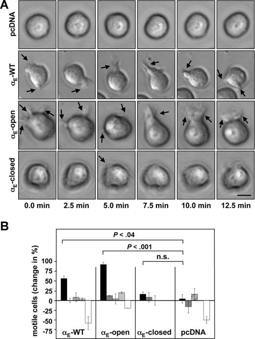 Figure 1. Expression of integrin αE(CD103)β7 capacitates K562 cells to move in an amoeboid fashion on E-cadherin. (A) K562 cells were double-transfected with the murine β7 integrin subunit and either wild-type αE(CD103) or αE(CD103) locked in a constitutively active (αE-open) or inactive (αE-closed) conformation. Control cells were transfected with the empty vector (pcDNA). Transfectant cells were seeded on recombinant murine E-cadherin and images were taken every 2.5 minutes. Shape changes of a representative cell for each condition are shown. indicates examples of filopodia and/or cell protrusions. This panel corresponds to Videos S1,S2. Scale bar = 10 μm. (B) K562 cells were transfected with integrin αE-WT/β7, integrin αE-open/β7, integrin αE-closed/β7, or the empty vector (pcDNA) as detailed in “Cell culture and transfections.” The transfectants were monitored for 60 minutes on immobilized E-cadherin (), on uncoated plastic surfaces (), or on collagen (▨). In addition, transfectants plated on E-cadherin were treated with a function-blocking antibody directed against αE(CD103) () or were cultured in the presence of cytochalasin D (□). The number of cells moving in an amoeboid fashion and producing protrusions/filopodia is depicted relative to the control (wild-type αE(CD103)β7-transfected cells adhering to fetal calf serum–coated plastic surfaces). Values shown represent the means (± SEM).