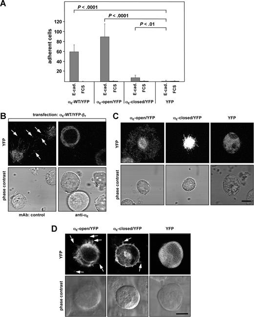 Figure 2. Expression of functional integrin αE(CD103)β7 influences the cellular shape and induces filopodia formation in a ligand-dependent fashion in vitro. (A) Wild-type or mutant αE(CD103) subunits were fused to YFP as outlined in “Plasmids.” K562 cells were cotransfected with the wild-type β7 subunit and either wild-type αE(CD103)/YFP, αE-open/YFP, αE-closed/YFP, or YFP alone as indicated. Adhesion experiments (determined as bound cells/20× field, n = 3 experiments) performed on E-cadherin– or FCS-coated surfaces demonstrate the functionality of the integrin αE-YFP-fusion-proteins. (B) K562 cells cotransfected with wild-type αE(CD103)/YFP and β7 subunits were plated on E-cadherin in the presence of a control mAb or a mAb directed against αE(CD103). Images were taken by confocal microscopy in z-stacks (top panels) and phase contrast microscopy (bottom panels). Arrows indicate examples of protrusions/filipodia in the E-cadherin contact zone. (C) The indicated transfectants were seeded on E-cadherin, and the formation of filopodia was monitored by confocal microscopy. The E-cadherin contact zone of a representative cell for each condition is shown. Scale bar = 10 μm. (D) The indicated transfectants were mixed and cocultured with PAM212 keratinocytes. Analysis was performed by confocal microscopy in z-steps of 0.2 to 0.5 μm. One section within the contact zone between the K562 and PAM212 is depicted, in the top row the fluorescence and in the bottom row the phase contrast image of the cells. Arrows indicate examples of protrusions/filopodia extended toward the keratinocytes. Scale bar = 10 μm.