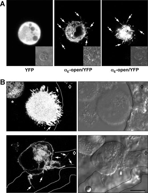 Figure 3. Dendritic morphology of αE(CD103)β7-expressing cells contacting natural murine epidermis in 2 complementary settings. (A) Epidermal sheets were separated from the dermis and prepared as outlined in “Isolation of epidermal sheets and immunohistochemistry.” K562 cells transfected with YFP alone (left panel) or YFP-fused integrin αE-constructs and wild-type β7 (αE-open/YFP and β7 shown here in middle and right panels) were seeded on the exposed undersurface of the epidermis and the formation of dendrites was visualized by confocal microscopy. Examples of filopodia extending across or between epidermal keratinocytes are indicated by arrows. The middle and the right panels show 2 different cells at a higher (middle) or lower level (right). The inserts depict the respective phase contrast images. (B) K562 cells transfected with integrin αE-open/YFP and β7 were seeded onto cryostat-cut sections of murine skin. The top row shows a situation where the epidermis is separated from the dermis and 2 transfectant cells are located in the resulting cleft, one cell with contact to the epidermis and one cell without. Arrows point to examples of dendrites directed toward the epidermis. The asterisk in the top left panel identifies a transfectant cell that has no contact to the epidermis and shows no formation of filopodia. In the bottom row, a transfectant cell is located across the dermo-epidermal junction. Arrows identify some dendrites extending across the epidermis. The dashed lines indicate the borders of the epidermis (including stratum corneum in the 2 bottom panels), and the diamond indicates the location of the viable epidermal cell layers. Scale bar = 10 μm. These images correspond to Videos S3 to S6.