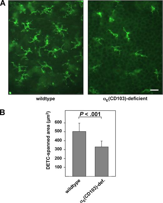 Figure 4. Dendritic morphology of dendritic epidermal T cells is influenced by integrin αE(CD103) in vivo. (A) Epidermal sheets of wildtype and integrin αE(CD103)-deficient mice on the C57BL/6 genetic background (littermates) were prepared and DETCs were visualized using an mAb directed against CD3 as outlined in “Isolation of epidermal sheets and immunohistochemistry.” The scale bar indicates 20 μm. (B) The surface area spanned by DETC dendrites in wild-type (left bar) and integrin αE-deficient littermates (right bar) was analyzed using ImageJ software. The values shown represent data from 50 DETCs that were analyzed from 3 mice of each genotype.