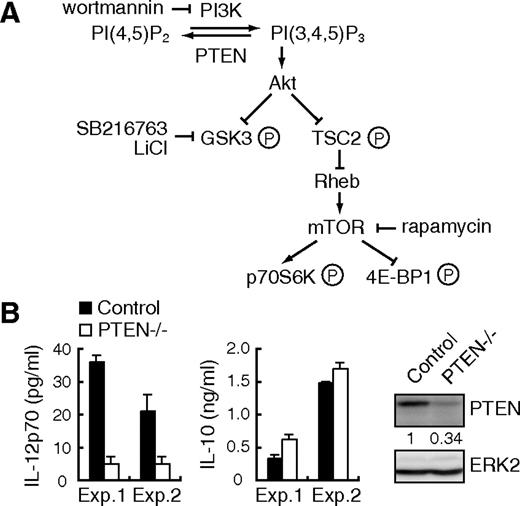 Figure 1. LPS-induced IL-12 production is suppressed in PTEN−/− BMDCs. (A) The overview of PI3K signaling pathway. PI(4,5)P2 indicates phos-phatidylinositol(4,5)bisphosphate; PI(3,4,5)P3, phosphatidylinositol-(3,4,5)tris-phosphate. (B) BMDCs from PTEN−/− mice (n = 2) or their littermate controls (n = 2) were stimulated with 1 μg/mL LPS for 24 hours and assayed for the production of IL-12p70 and IL-10 by ELISA. Data are indicated as median plus or minus SD. Essentially, the same results were obtained with 2 independent experiments (experiments 1 and 2). The expression levels of PTEN and ERK2 in BMDCs were determined by Western blotting (right panel).