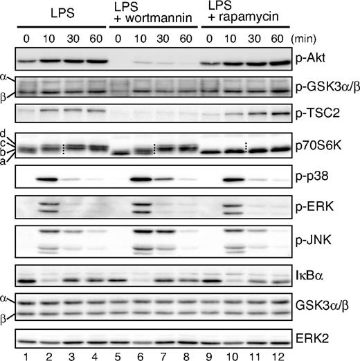 Figure 2. The PI3K signaling pathway is activated by LPS in BMDCs. BMDCs were cultured overnight and then pretreated with either 100 nM wortmannin or 10 ng/mL rapamycin for 20 minutes or left untreated before being stimulated with 1 μg/mL LPS for the indicated times. Cell lysates were analyzed for phospho-Akt, phospho-GSK3α/β, phospho-TSC2, p70S6K, phospho-p38, phospho-ERK, phospho-JNK, IκBα, GSK3α/β, and ERK2 by Western blotting. Four dots added between the 10-minute and 30-minute lanes of p70S6K samples indicate the migration positions of hyperphosphorylated p70S6K caused by multiple phosphorylation events, which are represented as a through d on the left side (Figure S1).