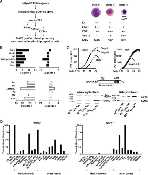 Figure 1. Transcriptome-based identification of DAPK2 in erythroid progenitor cells, and its stage- and lineage- restricted expression. (A) Preparation, purification and initial characterization of developmentally staged erythroblasts. Splenic erythroblasts from pA2gata1-EE-Y343 mice were prepared at 80, 100 and 120 hours after thiamphenicol treatment and withdrawal (stages I-III), and were purified via MACS. Purity and stagedness were assessed by flow cytometric analyses of EE-positive cells (see Figure S1A), and by morphologic analyses of cytospin preparations. Following staining with HEMA-3 (Fisher Scientific, Hampton, NH), micrographs were acquired using a Zeiss Axioskop 2 microscope (Carl Zeiss, Thornwood, NY) equipped with a 100×/1.3 numeric aperture oil-immersion objective, and a Spotflex model 15.2 camera (Diagnostic Instruments, Sterling Heights, MI). Spot advance version 4.6 (Diagnostic Instruments) and Photoshop version CS2 software (Adobe Systems, San Jose, CA) were used. Stage I cells are KithighCD71+Ter119− high-FALS (forward-angle light scatter) proerythroblasts; stage II cells are KitlowCD71+Ter119pos high-FALS polychromatophilic erythroblasts; and stage III cells are Kit−CD71+Ter119high low-FALS orthochromatic normoblasts. Stage I, II and III cells were also initially characterized based on relative expression levels of Epo receptor (EpoR) transcripts (assayed via Northern blotting and phosphoimaging; data not shown). (B) Profiling of erythroblast stage-modulated survival factors. For survival factors, profiling outcomes are illustrated as stage I-to-II, and II-to-III modulated sets. Top panels (■) are for transcripts with increased expression at stages I-to-II, while transcripts with decreased stage I-to-II expression (□) are graphed in the bottom subpanel. (C) RT-qPCR results for Dapk2 transcript levels in stage I-III erythroblasts also are shown (beta-actin transcript levels were used as an internal control). DAPK2 and its major structural features also are diagrammed. Stage-wise increases in DAPK2 expression also were observed among developmentally staged splenic and bone marrow (BM) erythroblasts as expanded ex vivo,17–19 fractionated as indexed, and analyzed by Western blotting (anti-DAPK2 antibody, Chemicon, Temecula, CA). (D) DAPK2 is expressed predominantly in the erythroid lineage. Dapk2 and Dapk1 transcript levels in mouse cell lines, primary bone marrow–derived hematopoietic progenitors, and select tissues were assayed by reverse-transcription, and quantitative PCR.17,18 Beta-Actin transcript levels were used as internal controls. For Dapk2 and Dapk1, levels were normalized to maximums.