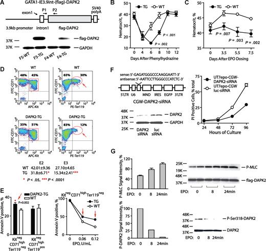 Figure 2. DAPK2 compromises erythropoiesis during anemia; exerts stage-specific proapoptotic effects; and is subject to EPO regulation in UT7epo erythroid progenitors. (A) The diagrammed construct was used to generate several independent transgenic DAPK2 founder lines. For 2 founder lines (F5 and F4), DAPK2 protein expression was assessed via Western blotting of primary splenocytes from phenylhydrazine-treated mice. (B) Erythropoiesis in Gata1-IE3.9int-DAPK2 mice is defective during phenylhydrazine induced anemia. Gata1-IE3.9int-DAPK2 mice were dosed with phenylhydrazine (52.5 mg/kg at 1 and 24 hours). Hematocrits (means ± SD) were then analyzed over a 12-day time-course. For a significant portion of Gata1-IE3.9int-DAPK2 mice, the anemia induced by phenylhydrazine was irreversible, and fatal (see Figure S5C). (C) Attenuated Epo-responsiveness in Gata1-IE3.9int-DAPK2 mice. Mice were dosed intraperitoneally with EPO (1000 U/kg). At the indicated intervals, hematocrits (means ± SD) then were determined. (D) Gata1-IE3.9int-DAPK2 erythroblast development is restricted at late developmental stages. Erythroid progenitor cells were expanded from Gata1-IE3.9int-DAPK2 and wild-type sibling bone marrow preparations. At day 3, frequencies of Kit+CD71highTER119−, Kit−CD71highTer119−, and Kit−CD71highTer119+ erythroblasts were determined. For Gata1-IE3.9int-DAPK2 erythroblasts, note the decreased frequencies of Kit−CD71highTer119+ erythroblasts. Numbers on plots are percentages of total gated cells. (E) For SP34-EX expansion cultures from Gata1-IE3.9int-DAPK2 and wild-type marrow preparations, frequencies of apoptotic cells also were assayed among developmentally staged erythroblasts (based on stage-specific cell surface markers and annexin-V staining). (F) siRNA knock-down of endogenous DAPK2 enhances UT7epo cell survival. Left panels outline the DAPK2-directed siRNA (and lentivirus vector) used, and the level of knock-down achieved (DAPK2 Western blot). The right panel illustrates increased survival of UT7epo cells due to DAPK2 siRNA. Here, cells were transduced, and isolated by FACS. Cells then were cultured in the presence of EPO (0.2 U/mL). At the hours indicated, viability was determined (via flow cytometric assay of PI positivity). Data are representative of 2 independent experiments. (G) EPO-regulation of DAPK2 kinase activity, and S318 phosphorylation. Possible effects of EPO on DAPK2 activity were studied in UT7epo cells stably transduced (at low MOI, and FACS-isolated) with a CGW-(flag)DAPK2 lentivirus. Here, UT7epo-(flag)DAPK2 cells were cultured for 16 hours in the absence of hematopoietic cytokines, and then exposed to EPO (5 U/mL) for the indicated intervals. The activity of immunoprecipitated (flag)DAPK2 then was assayed in vitro using MLC as a substrate (top panel). Assays of P-Ser19-MLC were by Western blotting (myosin light chain-2 p-Ser19 antibody; Cell Signaling Technology, Danvers, MA). Effects on DAPK2 phosphorylation at an inhibitory Ser318 site also were analyzed (bottom panel; DAPK2 p-Ser318 antibody; Santa Cruz Biotechnology, Santa Cruz, CA).
