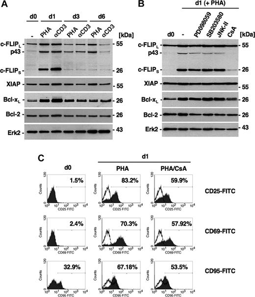 Figure 1. c-FLIP is highly up-regulated in short-term activated T cells. (A) Freshly prepared human peripheral T cells (d0) were stimulated with either PHA-L (5 μg/mL) or CD3 antibody (coated, 10 μg/mL OKT-3) for 16 hours. Short-term activated T cells (d1) were washed and incubated with 25 U/mL IL-2 for up to 6 days (d6). c-FLIP, XIAP, Bcl-xL, and Bcl-2 expression were determined by Western blot analysis. Erk2 served as a loading control. (B) Human peripheral T cells were treated for 16 hours with 5 μg/mL PHA-L in the presence or absence of 50 nM PD098059 (MEK1 inhibitor), 50 nM SB203580 (p38 inhibitor), 1 μM JNK-II, or 1 μM cyclosporine A (CsA). Subsequently, cells were analyzed by Western blotting. (C) Isolated peripheral T cells were stimulated with 5 μg/mL PHA-L or PHA-L plus 1 μM CsA for 16 hours. T-cell activation was determined by flow cytometric detection of CD69, CD25, and CD95 surface expression.