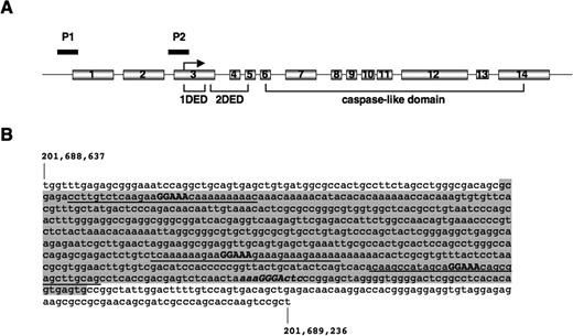 Figure 3. Promoter analysis of the human c-FLIP gene. (A) The gene structure of the human c-FLIP gene (CFLAR), which is located on chromosome 2, is shown. CFLAR comprises 14 exons spanning approximately 52 kb with exon 3 containing the translational start codon. The regions coding for the first DED (1DED), the second DED (2DED), and the caspase-like domain of the long isoform are indicated. The 2 potential promoter regions are in front of exon 1 (P1) and exon 3 (P2), respectively, and are represented by —. (B) Sequence of c-FLIP promoter P1. The sequence of chromosomal region 201,688,637 to 201,689,236 of human chromosome 2 is shown. Promoter P1 is shaded in gray. The core nucleotides of 3 potential NFAT binding sites (GGAAA) are marked in bold, and a potential NF-κB site (aaaGGActc) is in italics. The oligonucleotide sequences used as probes for EMSA analyses are underlined.