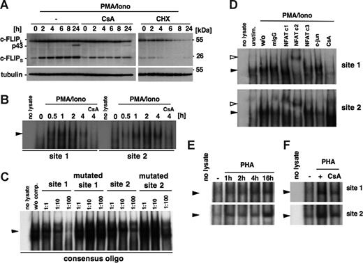 Figure 4. NFAT proteins bind to the human c-FLIP promoter in activated T cells. (A) HuT78 cells were stimulated for the indicated time with 20 ng/mL PMA and 1 μM ionomycin with or without 1 μM CsA or 10 μg/mL cycloheximide (CHX). c-FLIP expression was analyzed by Western blotting. Tubulin served as a loading control. (B) HuT78 cells were treated for the indicated time with 20 ng/mL PMA and 1 μM ionomycin with or without 1 μM CsA. EMSAs were performed with radioactive oligonucleotides comprising either the putative NFAT binding site 1 or site 2 of the human c-FLIP promoter. ▶ indicates the NFAT-specific DNA complex. (C) For competition assays, nuclear extracts of PMA/ionomycin-stimulated cells were incubated with the radioactively labeled NFAT consensus oligonucleotide and the indicated relative concentrations of unlabeled site 1 or site 2 oligonucleotides. Site 1 and site 2 oligonucleotides with a mutation in the putative NFAT recognition sequences were used as negative controls. As a negative control, oligonucleotide incubated without nuclear extract (no lysate) was loaded. A nuclear extract from stimulated cells in the absence of competing oligonucleotide (w/o comp) served as a positive control. (D) Supershift analyses were performed by incubation of nuclear extracts of PMA/ionomycin-stimulated cells with NFATc1, NFATc2, NFATc3, c-Jun, or a control mouse IgG (mIgG) antibody. The NFAT-specific and supershifted DNA/protein complexes are indicated by ▶ and ▷, respectively. (E) Human peripheral T cells were stimulated with 5 μg/mL PHA-L for the indicated time points. Nuclear extracts were prepared and EMSA analyses were performed using either the putative NFAT site 1 or site 2 oligonucleotides. (F) Freshly prepared human peripheral T cells were incubated with PHA-L or PHA-L plus CsA for 16 hours. EMSA analyses were performed by incubation of nuclear extracts with radioactive NFAT site 1 or site 2 oligonucleotides.
