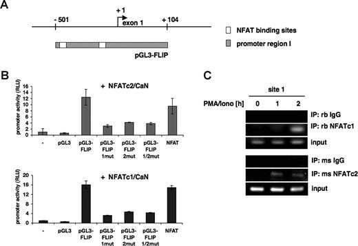 Figure 5. The human c-FLIP promoter is induced upon NFAT activation. (A) Schematic representation of the luciferase reporter construct comprising the human c-FLIP promoter I (in gray). The reporter construct contains both putative NFAT binding sites indicated as □. (B) Luciferase assays were performed in 293T cells transiently transfected with the c-FLIP reporter construct (pGL3-FLIP), an empty vector control (pGL3), or, as a positive control, a reporter construct comprising 3 tandem repeats of the NFAT binding site of the IL-2 promoter (NFAT). Expression plasmids encoding either NFATc1 or NFATc2 and constitutively active calcineurin were cotransfected. At 24 hours after transfection, luciferase activity was quantified. β-galactosidase activity was used for normalization. Results are displayed as the mean plus or minus SD of 3 independent experiments. (C) ChIP analysis of the c-FLIP promoter in CEM cells stimulated for the indicated time points with 20 ng/mL PMA and 1 μM ionomycin. ChIP procedure was done as described in “Chromatin immunoprecipitation.” NFAT-chromatin complexes were immunoprecipitated with NFATc2 and NFATc1 antibody, respectively. Rabbit IgG (rbIgG) and mouse IgG (msIgG) were used as negative controls. PCR was performed with primers specific for the NFAT binding site 1 of the c-FLIP promoter and analyzed by agarose gel electrophoresis. Genomic DNA (input) was used as a positive control in the PCR analysis.