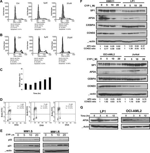 Figure 2. Cyproheptadine arrests cell lines in the G1 phase of the cell cycle. LP1 cells (A) and OCI-AML2 cells (B) (2 × 106) were treated with 5 and 20 μM of cyproheptadine. Twenty-four hours after treatment, the percentage of cells in each phase of the cell cycle was determined by PI staining and flow cytometry. A representative histogram is shown. (C) LP1 cells (2 × 106) were treated with 20 μM of cyproheptadine. At increasing times of incubation, the percentage of cells in the G0/G1 phase of the cell cycle was determined by PI staining and flow cytometry. Data represent the mean plus or minus SD percentage of cells of in the G0/G1 phase. (D) OCI-AML2 cells (1.5 × 106) were pretreated with 10 and 20 μM of cyproheptadine overnight, followed by incubation with 20 μM of BrdU for 1 hour. Labeled cells were analyzed on a flow cytometer as described in “Cell-cycle analysis.” A representative histogram is shown. (E) MM1.S and MM1.R myeloma cells (2 × 106) were treated with increasing concentrations of cyproheptadine. Twenty-four hours after treatment, cell lysates were prepared, normalized for total protein, and analyzed by SDS-PAGE/immunoblotting using antibodies specific for p53, p21, and anti–β-actin. (F) KMS11 and LP1 myeloma cells and OCI-AML2 and Jurkat leukemia cells (2 × 106) were treated with increasing concentrations of cyproheptadine. Twenty-four hours after treatment, cell lysates were prepared, normalized for total protein, and analyzed by SDS-PAGE/immunoblotting using antibodies specific for SP1, APA2, C/EBPA, cyclin D2 (CCND2), cyclin D3 (CCND3), and anti–β-actin. APA2, CCND2, and CCND3 ratios represent (density of the protein)/(density of β-actin) relative to control cells. (G) LP1 myeloma and OCI-AML2 leukemia (2 × 106) were treated with 20 μM of cyproheptadine. At increasing times after incubation, cell lysates were prepared, normalized for total protein, and analyzed by SDS-PAGE/immunoblotting using antibodies specific for APA2 and anti–β-actin.