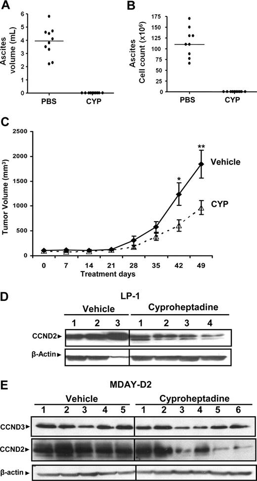 Figure 4. Cyproheptadine inhibits growth of leukemia and myeloma cells in mouse models. MDAY-D2 cells (5 × 105) were injected intraperitoneally into DBA2 mice. Mice were then treated with cyproheptadine (CYP; 40 mg/kg per day; n = 10) or vehicle control (n = 10) intraperitoneally for 1 week. At the end of treatment, the mice were killed. (A) The volume of malignant ascites in the peritoneal cavity was measured. (B) The total number of malignant MDAY-D2 cells in the malignant ascites was counted. The bar represents the median of the population. (C) LP-1 myeloma cells (10 × 106) were injected subcutaneously into the flank of sublethally irradiated NOD/SCID mice. Two weeks after injection, mice were treated with cyproheptadine 36 mg/kg (n = 10) or vehicle control (n = 10) as described in “Assessment of cyproheptadine's antileukemic and antimyeloma activity in vivo.” Tumor volume was measured weekly with a caliper. Data represent the mean plus or minus SEM. *P = .048, **P = .032, by the Student t test. (D) LP-1 myeloma cells (10 × 106) were injected subcutaneously into the flank of sublethally irradiated NOD/SCID mice. When tumors were palpable, mice were treated intraperitoneally with cyproheptadine (10 mg/kg per day) or vehicle control. Ten days after treatment, mice were killed and the tumor was excised. From the excised tumors, cell lysates were prepared, normalized for total protein, and analyzed by SDS-PAGE/immunoblotting using antibodies specific for cyclin D2 (CCND2) and anti–β-actin. Numbers represent tumors from individual mice. (E) MDAY-D2 murine leukemia cells (5 × 105) were injected subcutaneously into the flank of sublethally irradiated NOD/SCID mice. When tumors were palpable, mice were treated intraperitoneally with cyproheptadine (10 mg/kg per day) or vehicle control. Five days after treatment, mice were killed and the tumor was excised. From the excised tumors, cell lysates were prepared, normalized for total protein, and analyzed by SDS-PAGE/immunoblotting using antibodies specific for cyclin D2 (CCND2), cyclin D3 (CCND3), and anti–β-actin. Numbers represent tumors from individual mice.