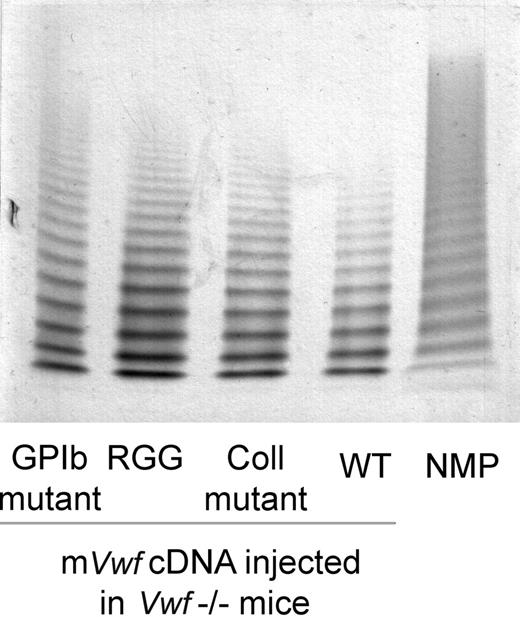 Figure 2. Multimeric composition of plasma mVWF after hydrodynamic gene delivery. VWF−/− mice were injected with 50 μg of WT pLIVE-mVwf (WT) or pLIVE-mVwf mutated in the RGD sequence (RGG), in the collagen-binding site (Coll mutant), or in the GPIb-binding site (GPIb mutant). Plasma was collected 72 hours later, and analysis of plasma samples was performed by SDS/1% agarose gel electrophoresis. NMP indicates normal mouse plasma.