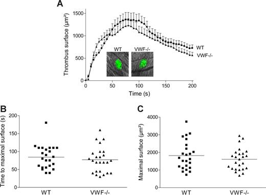 Figure 4. Thrombus formation after laser-induced injury in cremaster arterioles of WT and VWF−/− mice. Localized laser injury was induced to endothelial cells of arterioles with a diameter of 35 to 60 μm, and thrombus growth was immediately recorded (1-second intervals). (A) The mean thrombus surface versus time after laser-induced injury (24 thrombi in 6 WT mice and 25 thrombi in 5 VWF−/− mice). The mean thrombus surface was analyzed every 5 seconds; data are presented as means plus or minus SEM. The photographs represent the thrombus at maximal size in a WT and a VWF−/− mouse after laser injury. Original magnification, ×400. (B) Time required for maximal surface for each thrombus in WT and VWF−/− mice. The mean time of each group is indicated by a horizontal line, and no significant difference was observed (P = .46). (C) Maximal surface reached at the peak for each thrombus in WT and VWF−/− mice. The mean maximal surface of each group is indicated by a line, and no significant difference was observed (P = .31).