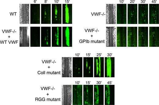 Figure 5. Representative images of thrombus growth versus time after ferric chloride–induced injury. Thrombus formation was induced with 10% FeCl3 for 5 minutes in mesenteric arterioles, and platelet accumulation was analyzed for 45 minutes from the time of filter paper placement. Images of thrombus growth were taken every minute alternatively in transmitted and fluorescent light. VWF−/− mice were injected with 50 μg of WT mVwf cDNA and mVwf cDNA mutated in the RGD sequence (D2509G), in the collagen-binding site (D1742A, S1783A, H1786A), or in the GPIb-binding site (K1362A). Original magnification, ×100.