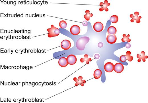 Figure 2. Proliferation and differentiation processes occurring within the erythroid niche. Early-stage erythroblasts are larger cells with centrally located nuclei; more differentiated erythroblasts are smaller cells containing nuclei located adjacent to plasma membranes. Expelled nuclei undergo phagocytosis by central macrophage. Young multilobulated reticulocytes are initially attached to the macrophage surface and later detach. Illustration by Paulette Dennis.