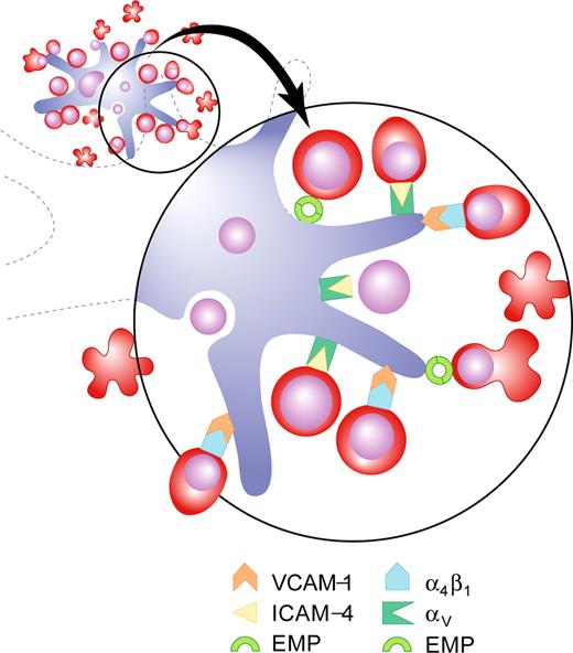 Figure 3. Erythroblast-macrophage adhesive interactions in the erythroid niche. Interactions illustrated include erythroblast α4β1 binding macrophage VCAM-1; erythroblast ICAM-4 binding macrophage α⋁ integrin; homophilic binding mediated by Emp between erythroblast and macrophage. Illustration by Paulette Dennis.