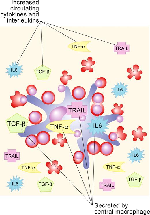 Figure 4. Schematic representation of negative regulatory factors in erythroid niche. Erythropoiesis is affected by (1) increased circulating levels of cytokines, chemokines and interleukins; (2) secretion of these factors by the central macrophage; and (3) perturbations in the extracellular matrix. Illustration by Paulette Dennis.