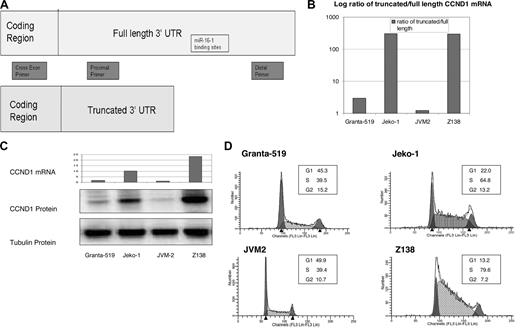 Figure 2. Truncated CCND1 leads to increased CCND1 mRNA, increased CCND1 protein expression, and cell-cycle progression. (A) Primer design for qRT-PCR to assess relative values of truncated versus full-length CCND1 mRNA. The cross exon primer set will amplify only mRNA in the coding region, thus avoiding genomic contamination. The proximal primer set will amplify both the full-length and truncated mRNA. The distal primer set will amplify only the full-length mRNA. (B) qRT-PCR showing the log ratio of truncated to full-length CCND1 mRNA in MCL cell lines. mRNA is expressed as relative quantitation equalized to beta-actin. Jeko-1 and Z138 had much higher quantitation values for truncated message and lower values for full-length message compared with Granta-519 and JVM2. Similarly, the ratio of truncated to full-length CCND1 mRNA is much higher in Jeko-1 and Z138. (C) Relative expression of total amount of CCND1 mRNA and corresponding CCND1 protein expression in 4 MCL cell lines. Cross exon primers were designed to amplify total CCND1 mRNA to avoid genomic contamination. Jeko-1 and Z138 also have increased total amount of CCND1 mRNA compared with Granta-519 and JVM-2. Similarly, Jeko-1 and Z-138 have increased CCND1 protein expression compared with Granta-519 and JVM-2. (D) Cell cycle in MCL cell lines. Jeko-1 and Z138 have increased percentage of cells in S-phase compared with Granta-519 and JVM-2.