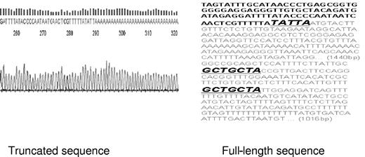 Figure 3. Site of CCND1 mRNA truncation. NCode was used to clone the truncated CCND1 mRNA from MCL cell lines as previously described (“GFP-CCND1-3′ UTR reporter constructs”). Truncation occurs 345 bp downstream of the stop codon and eliminates both miR-16-1 binding sites. Note that the poly A tails immediately follow the sequence TATTA in sequencing data. The letters in gray reflect the truncated sequences, and GCTGCTA denotes miR-16-1 binding sites.